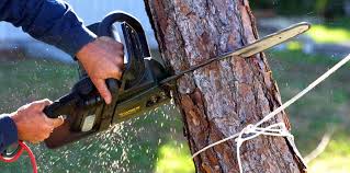 Best Tree Health Inspection  in Ripon, WI