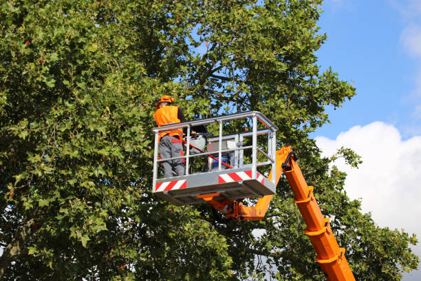Lawn Pest Prevention in Ripon, WI