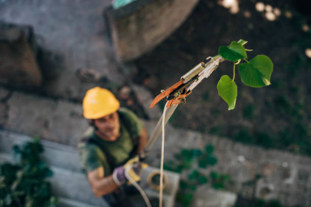 Ripon, WI Tree Services Company