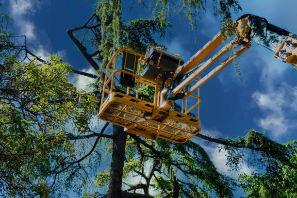 Best Fruit Tree Pruning  in Ripon, WI