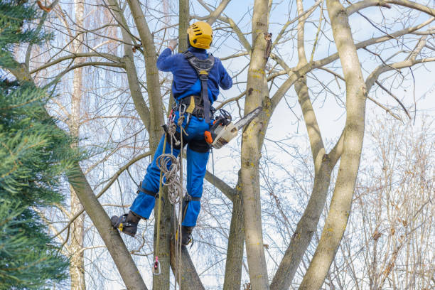 Best Utility Line Clearance  in Ripon, WI