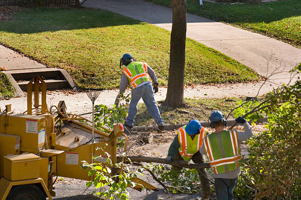 Best Root Management and Removal  in Ripon, WI