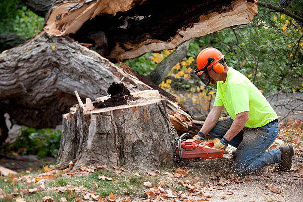 Best Leaf Removal  in Ripon, WI