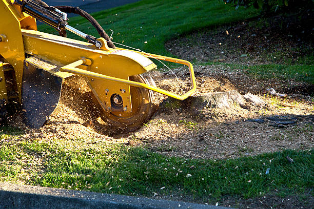 Best Arborist Consultation Services  in Ripon, WI