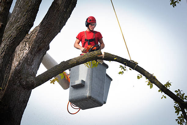 Best Firewood Processing and Delivery  in Ripon, WI
