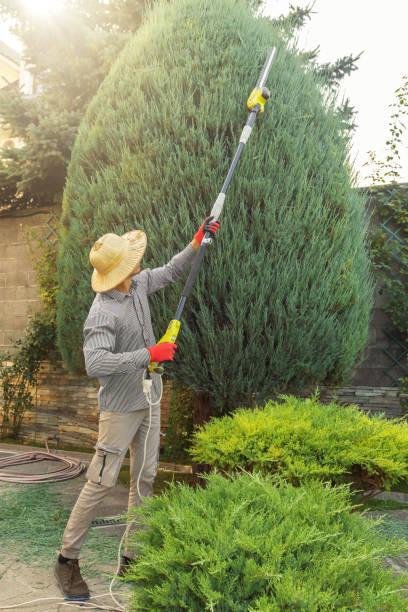 Best Tree Risk Assessment  in Ripon, WI