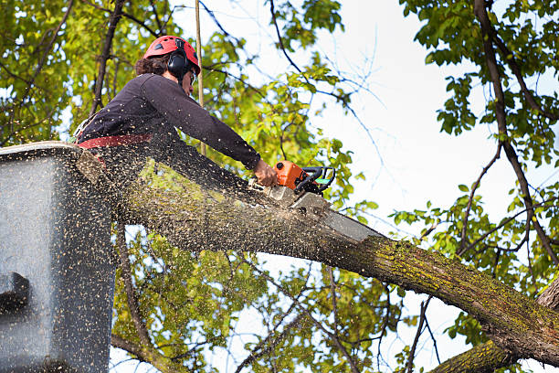 Best Tree Mulching  in Ripon, WI