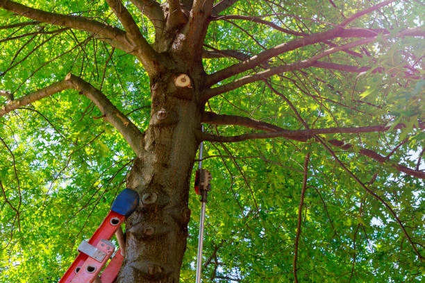 Best Hazardous Tree Removal  in Ripon, WI